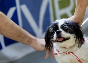 Six YVR Ambassor Dogs take turns touring the halls at YVR between 11am and 1pm from Monday to Friday.